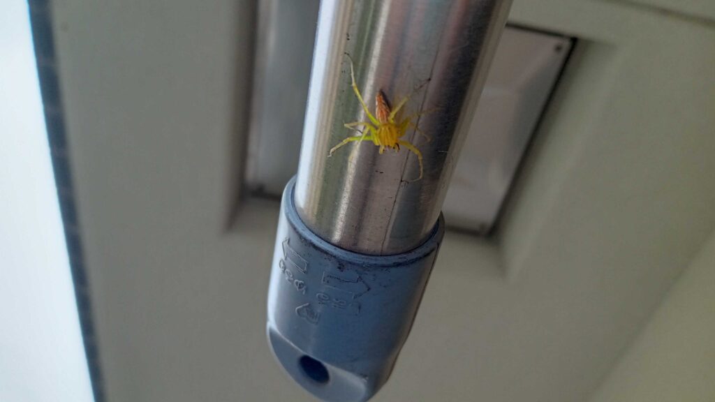 yellow spider in my house