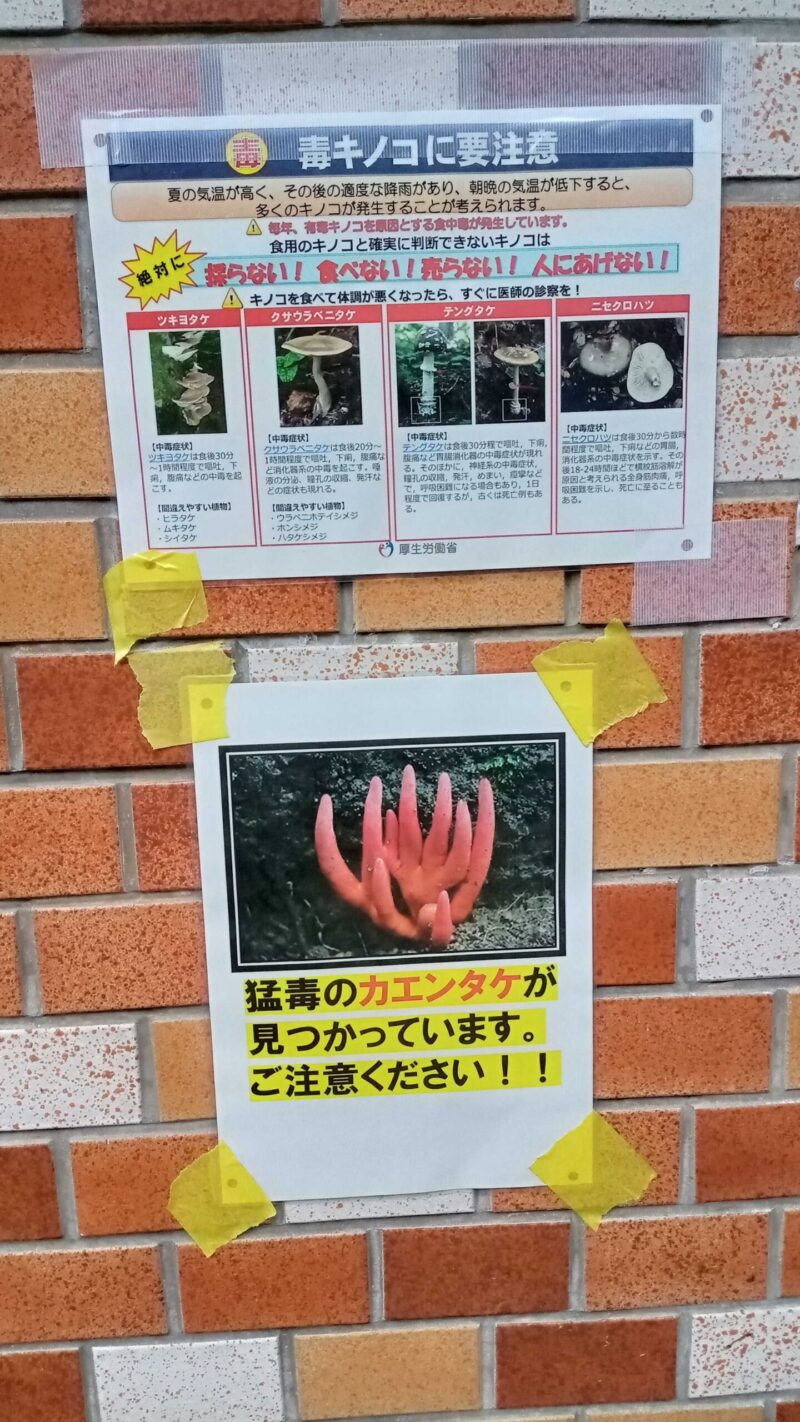 猛毒キノコ 近所の公園で発見 人 も 犬 も死ぬ可能性あり 絶対に近づかないでください シュナウザーと暮らす30代サラリーマンの普通の悩み