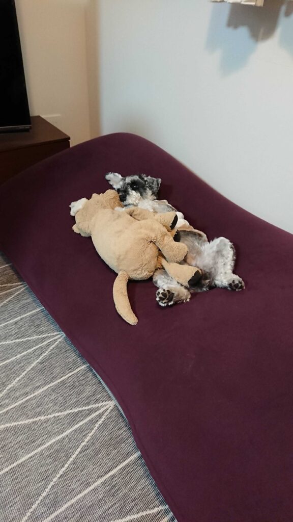 友達と寝る愛犬「アル」の画像