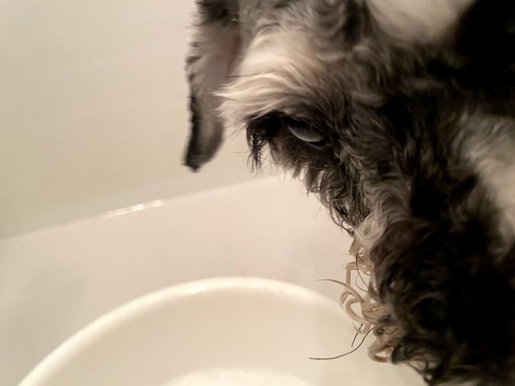 シャワーを警戒する愛犬