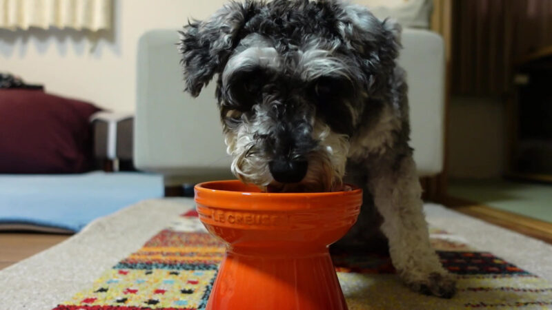 【犬用の食器】エリザベスカラーでも食べやすい高さがおすすめ！